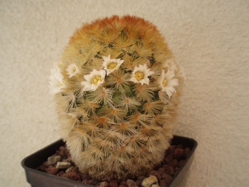 Mammillaria carmenae cv. rubra 