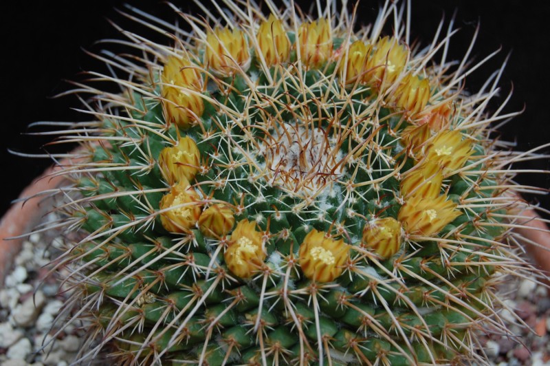 Mammillaria gigantea K 313