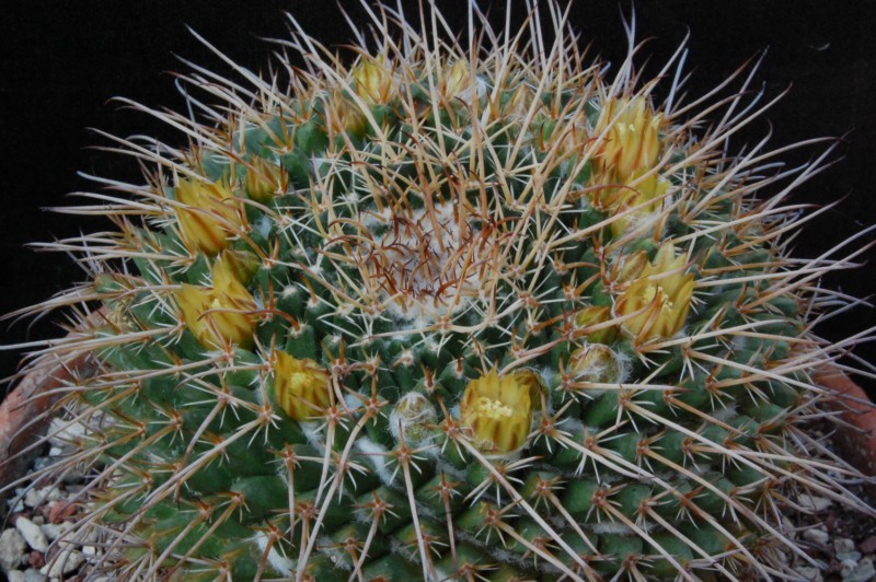 Mammillaria gigantea K 313