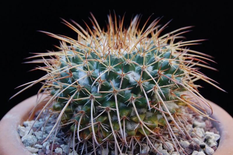 Mammillaria gigantea K 313