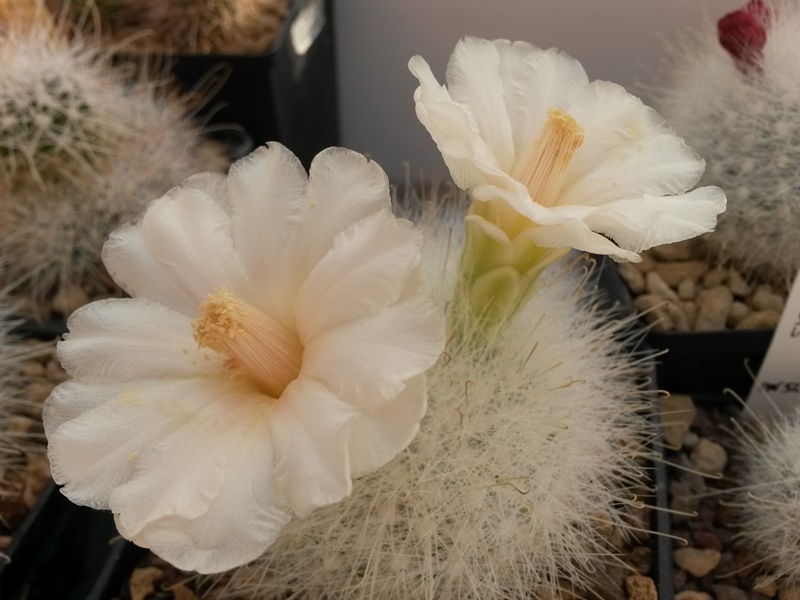 Mammillaria senilis 'fiore bianco' 