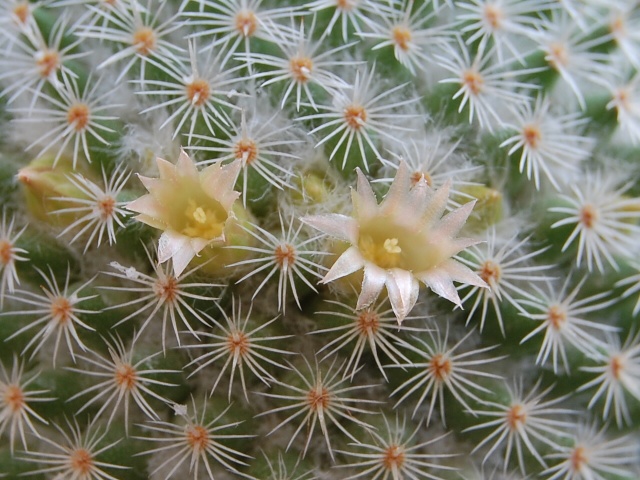 Mammillaria aff. crucigera WM 4570