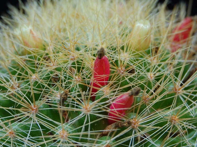 Mammillaria anniana 