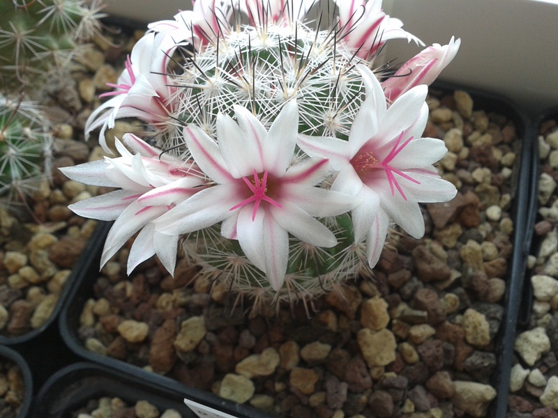 Mammillaria albicans f. slevinii SB 1251