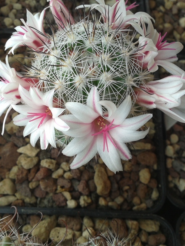 Mammillaria albicans f. slevinii SB 1251