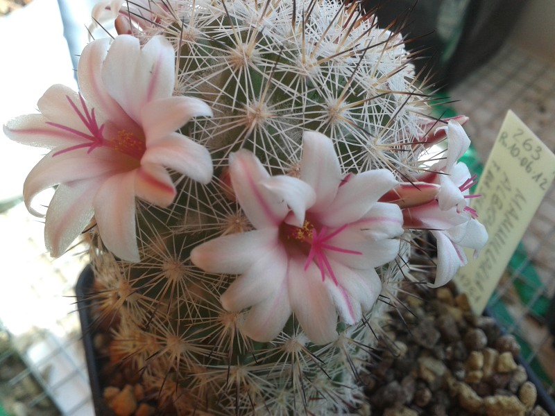 Mammillaria albicans f. slevinii SB 1251