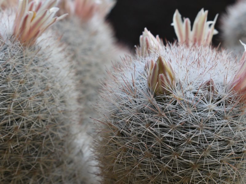 Mammillaria candida v. caespitosa SB 326