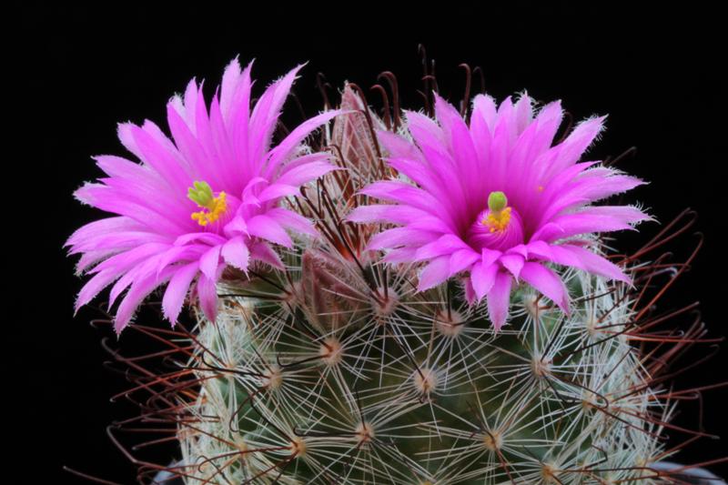 Mammillaria wrightii ssp. wilcoxii L 1079