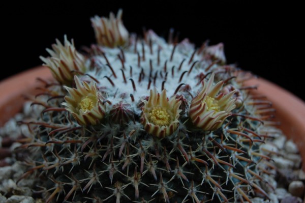 Mammillaria uncinata 