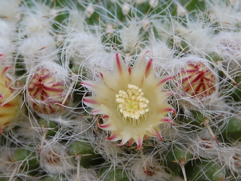 Mammillaria karwinskiana ssp. nejapensis 