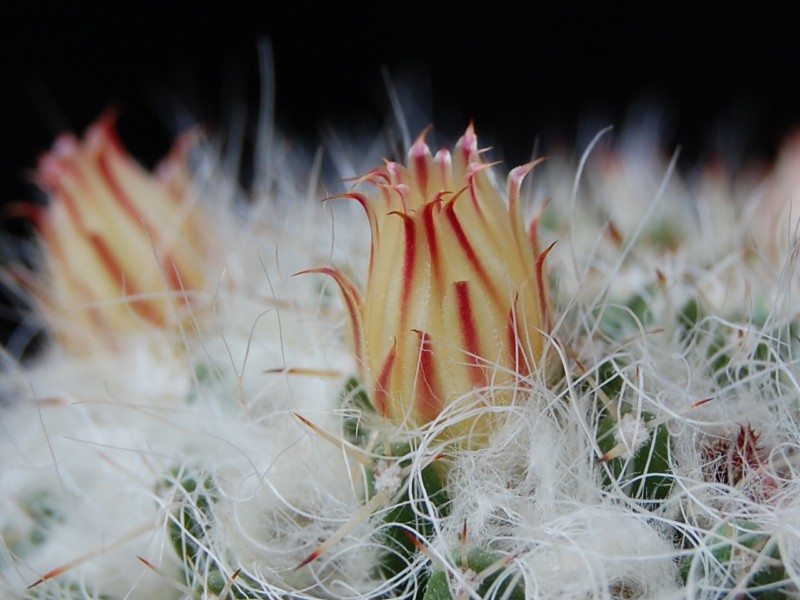 Mammillaria karwinskiana ssp. nejapensis 