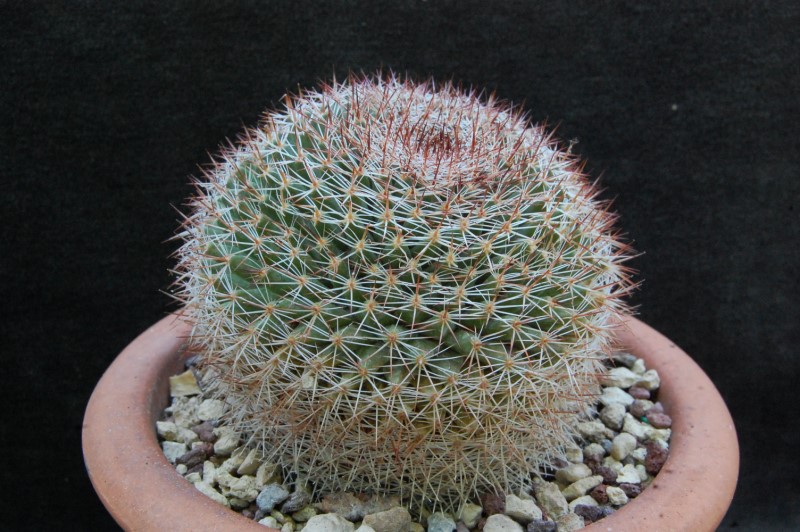 Mammillaria brandegeei SB 1653