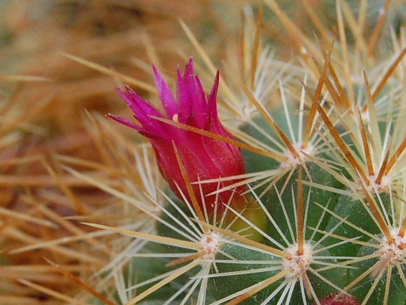 Mammillaria rekoi ssp. aureispina ML 361