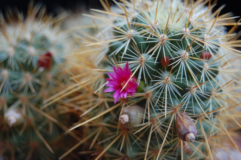 Mammillaria rekoi ssp. aureispina ML 361