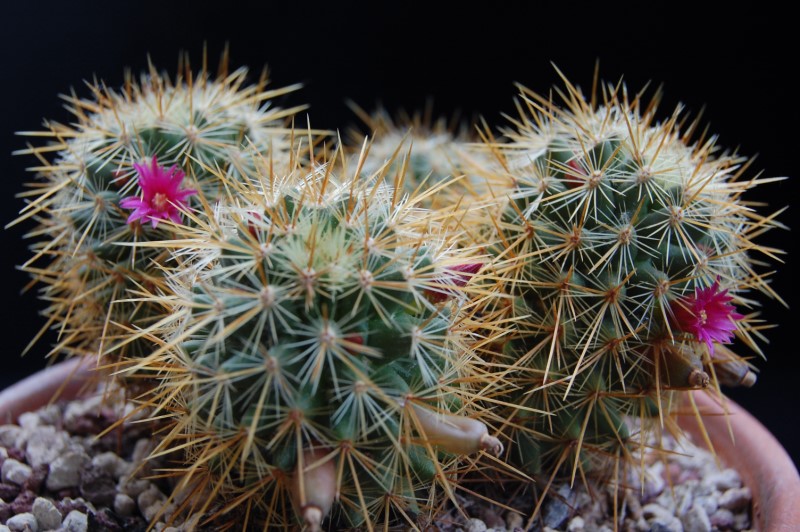 Mammillaria rekoi ssp. aureispina ML 361