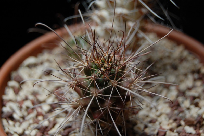 Mammillaria poselgeri LH 179