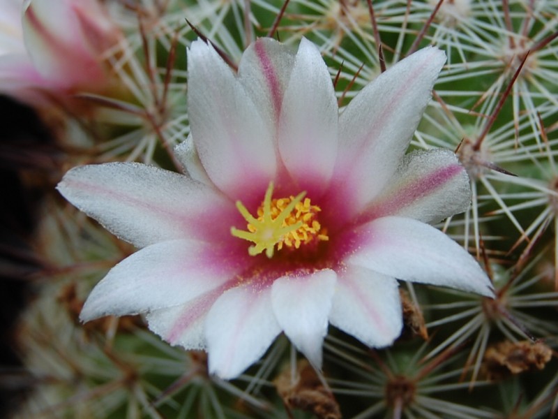 Mammillaria inaiae 