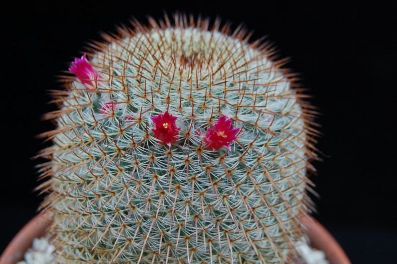 Mammillaria haageana ssp. conspicua 