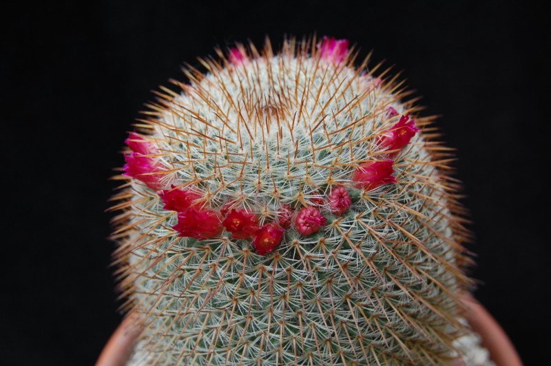 Mammillaria haageana ssp. conspicua 