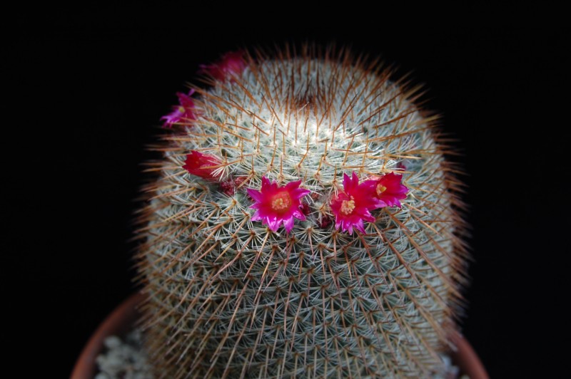 Mammillaria haageana ssp. conspicua 