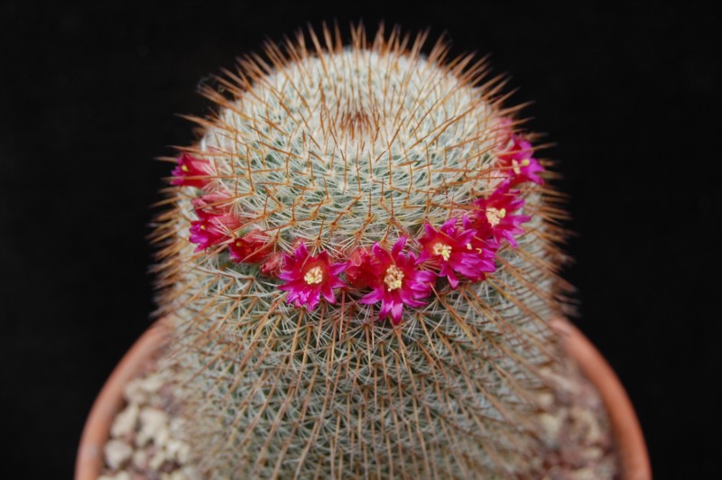 Mammillaria haageana ssp. conspicua 