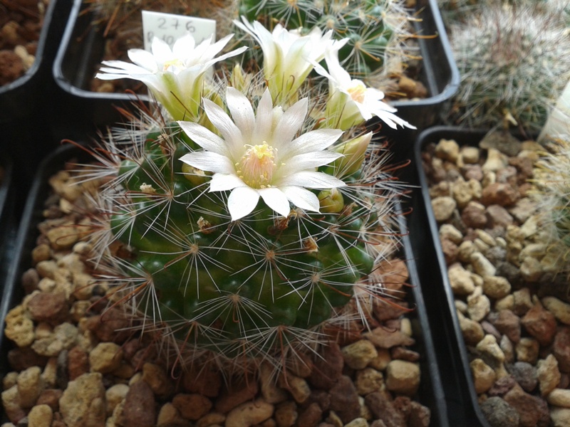 Mammillaria zeilmanniana cv. albiflora 