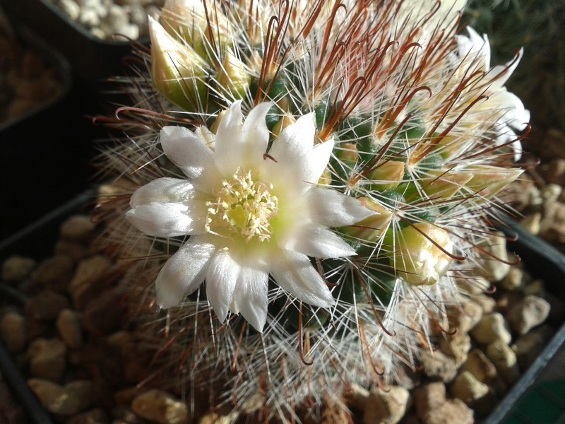 Mammillaria zeilmanniana cv. albiflora 