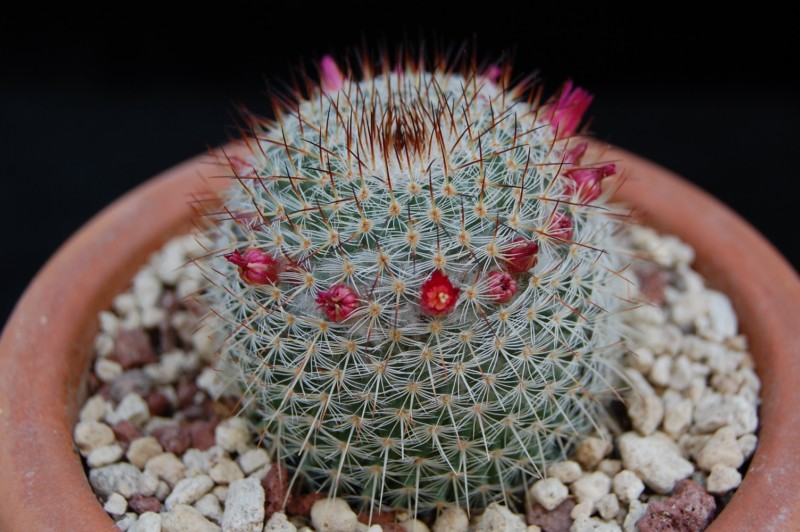 Mammillaria haageana ssp. elegans 