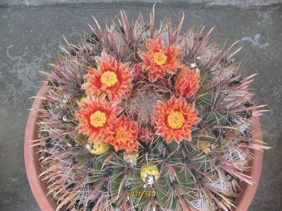 Ferocactus gracilis ssp. coloratus 