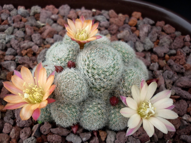 Rebutia cv. sunrise 