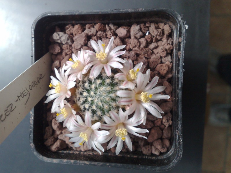 Mammillaria sanchez-mejoradae 