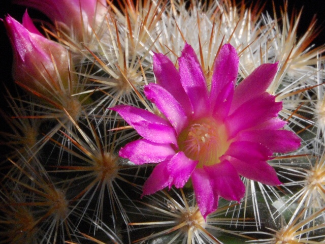 Mammillaria laui ssp. subducta 