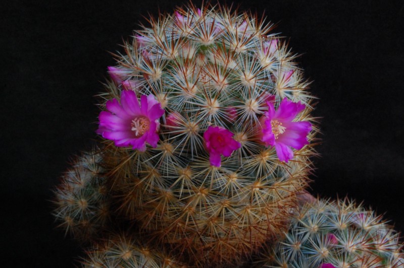 Mammillaria laui ssp. subducta 