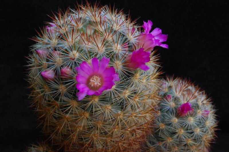 Mammillaria laui ssp. subducta 