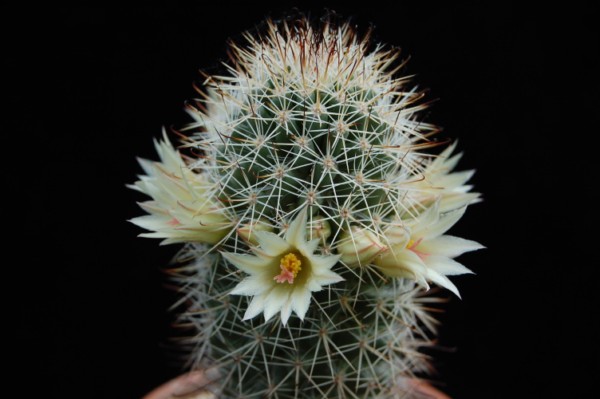 Mammillaria armillata 