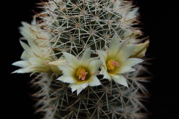 Mammillaria armillata 