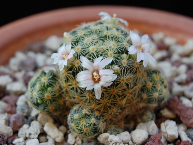 Mammillaria schiedeana ssp. giselae 