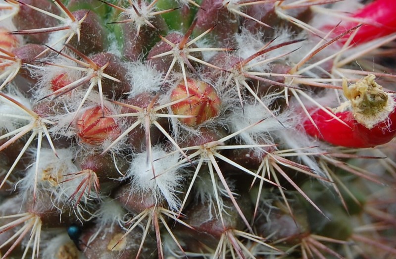 Mammillaria karwinskiana ssp. collinsii 