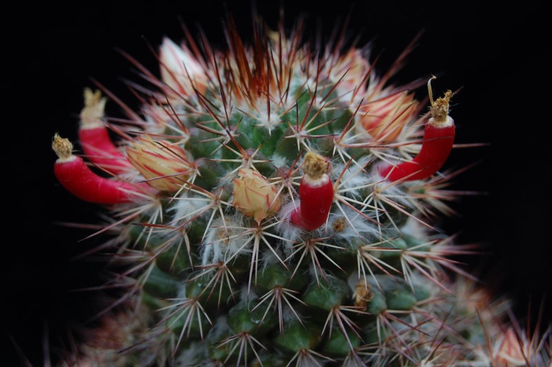 Mammillaria karwinskiana ssp. collinsii 