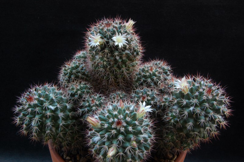 Mammillaria karwinskiana ssp. collinsii 