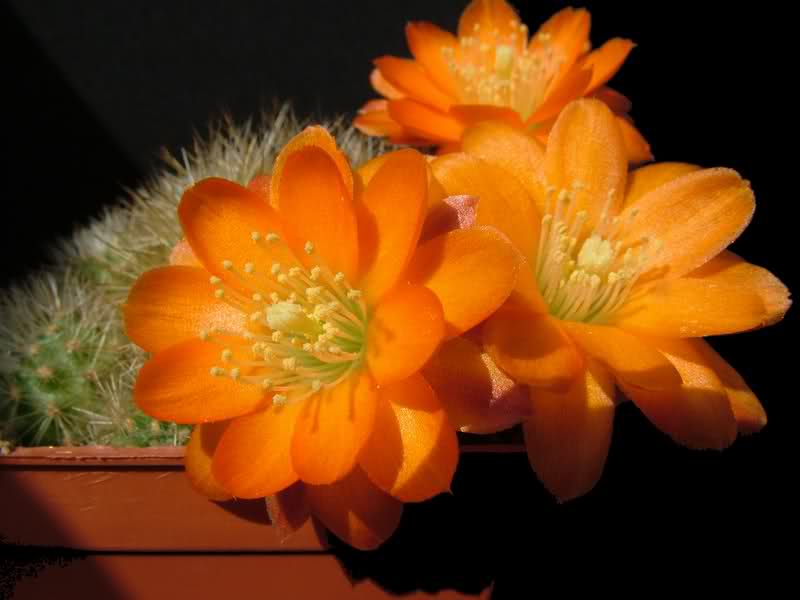 Rebutia simoniana R739