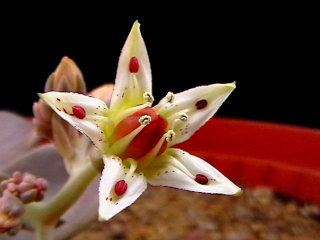Graptopetalum paraguayense 