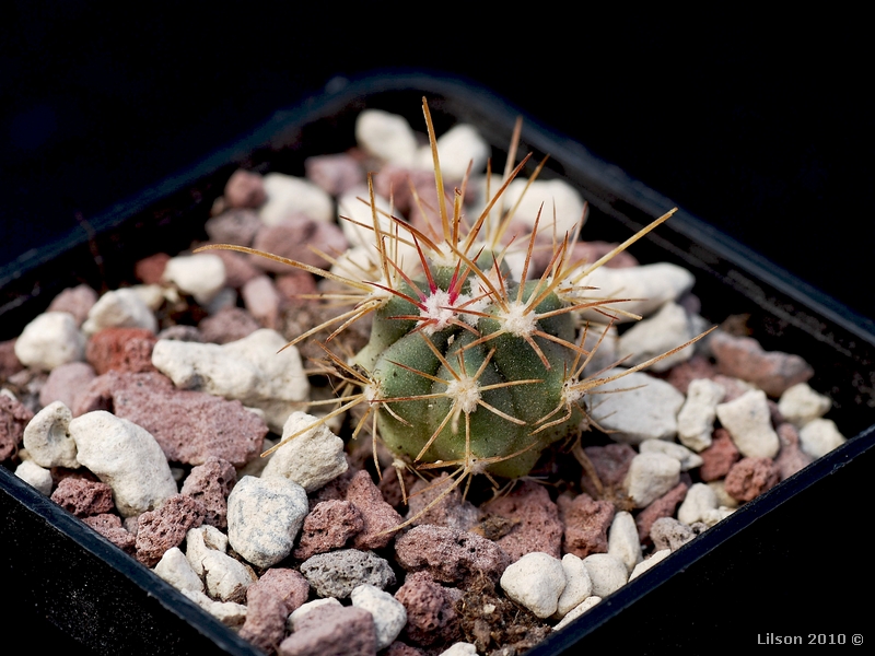 Ferocactus gracilis ssp. gatesii 