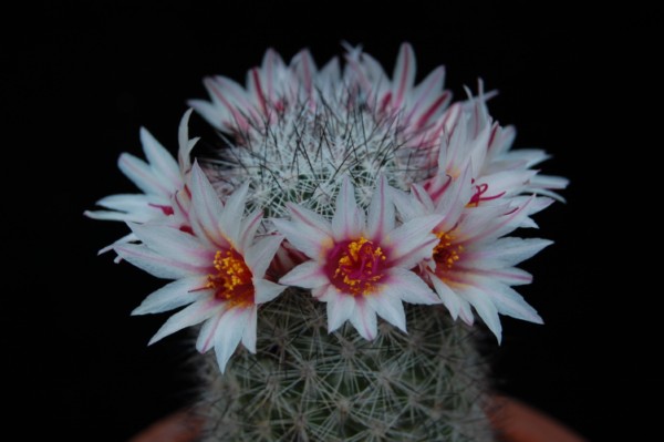 Mammillaria albicans f. slevinii 