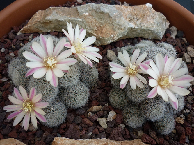 Rebutia cv. sunrise 