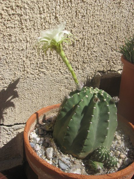 Echinopsis subdenudata 