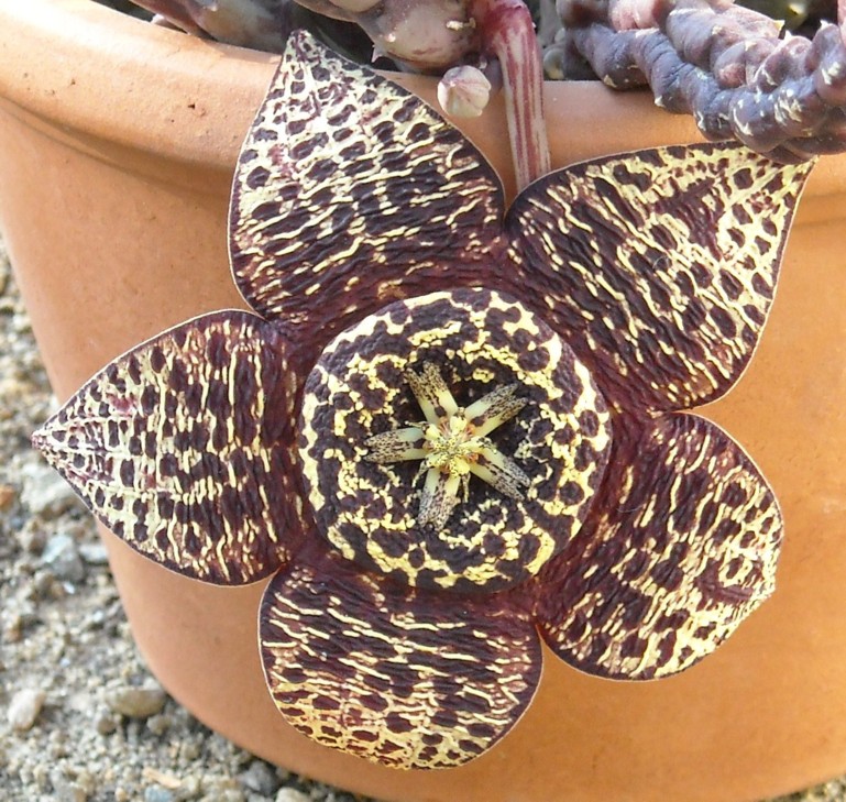 Stapelia variegata 