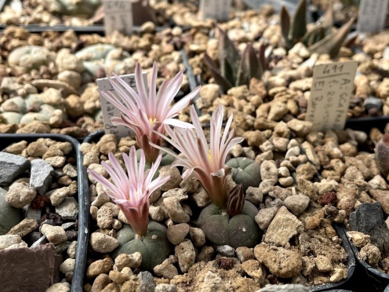 Lophophora alberto-vojtechii 