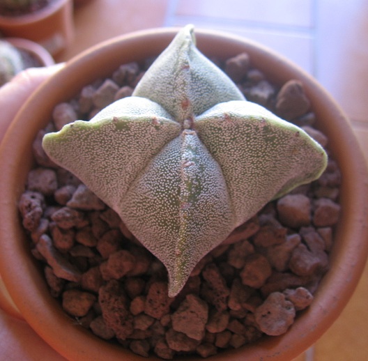 Astrophytum myriostigma v. quadricostatum 