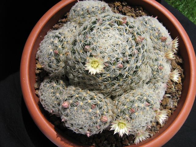 Mammillaria nana ssp. duwei 